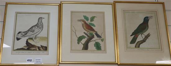 Four 18th century French coloured engravings of birds, 24 x 19cm